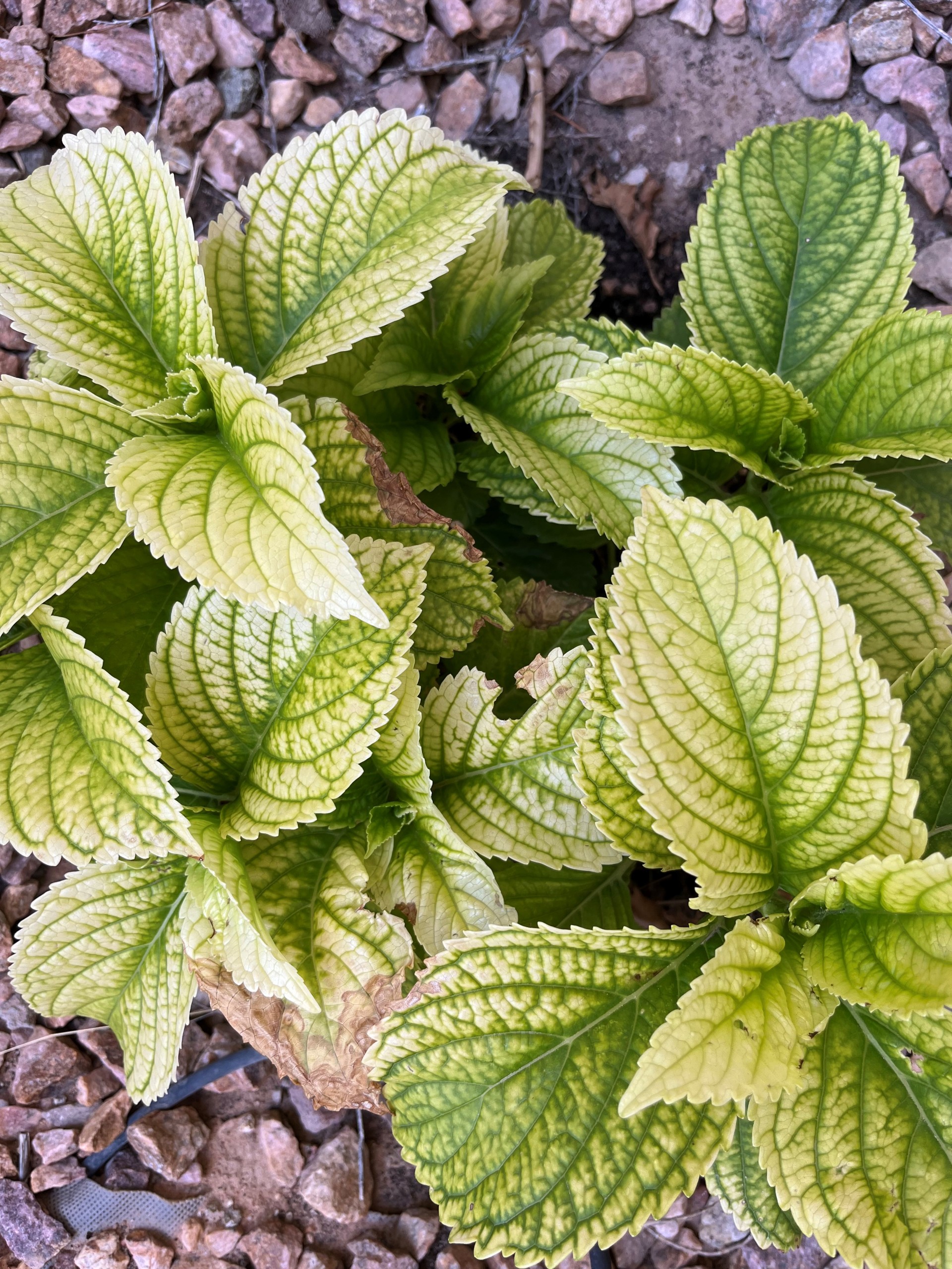 Close-up of whitening leaves of an hydrangea, showcasing severe iron chlorosis.